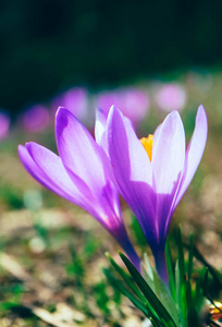 番红花鲜艳的紫罗兰花开花, 山自然。红花花宏观, 庭院背景模糊