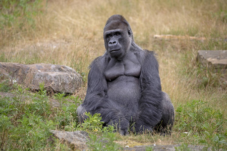 银背大猩猩肖像在自然栖息地