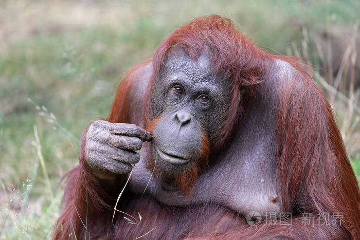 自然生境中的雌性猩猩肖像照片-正版商用图片0us9g0-摄图新视界