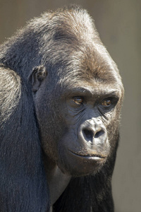 银背大猩猩肖像在自然栖息地