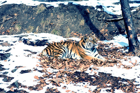 大老虎在雪地里, 美丽的, 野生的, 条纹的猫, 在开放的树林里, 直接看着我们