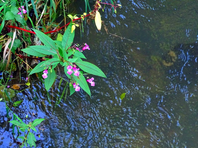 Edersee 的草地上美丽的紫色花朵