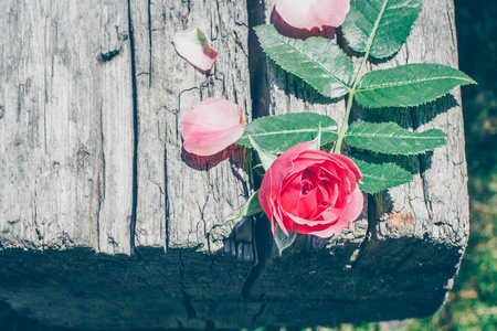 粉红色的玫瑰花在木制的木板上。浪漫的概念。复制空间, 色调图像