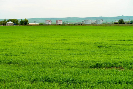 绿草草甸风景