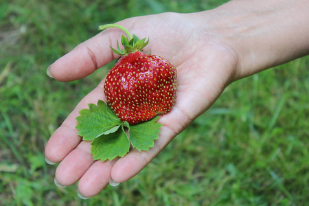 女性手掌中的草莓图片