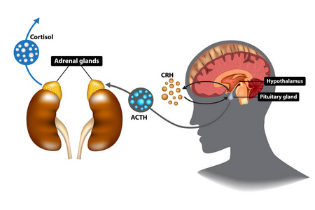 垂体腺图片 垂体腺素材 垂体腺插画 摄图新视界 垂体腺图片 垂体腺素材 垂体腺插画 摄图新视界