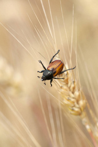 夏天虫粮甲虫坐在谷物上图片