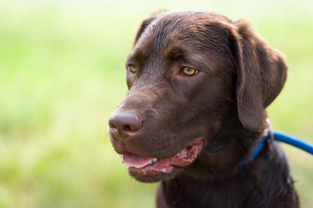 年轻可爱的快乐拉布拉多猎犬犬狗在大自然外