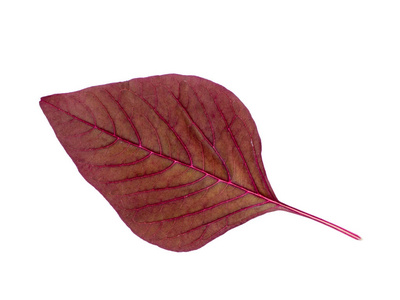 红叶苋菜 苋 lividus 白色背景