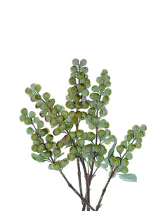 在白色背景上荆黄荆植物种子图片