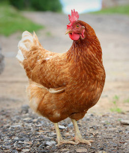 在农场院子里寻找食物的褐母鸡。鸡。自由范围公鸡和母鸡