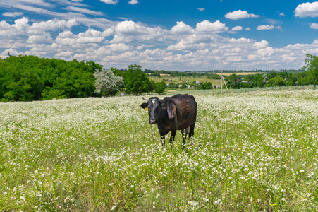 与可爱的母牛链在夏季灯盏花向日葵花卉领域的景观
