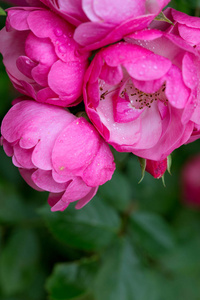 特写粉红色的玫瑰孤立。花卉背景