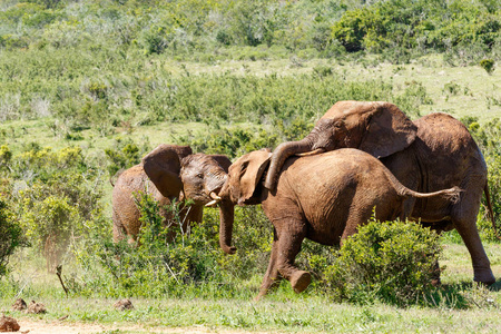 大象在田野里互相玩耍