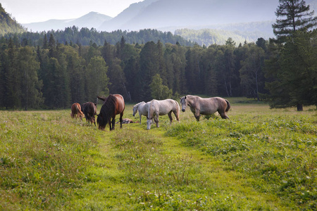 山地地区的马群放牧