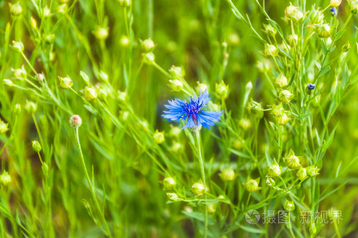 亚麻中的蓝花矢车菊