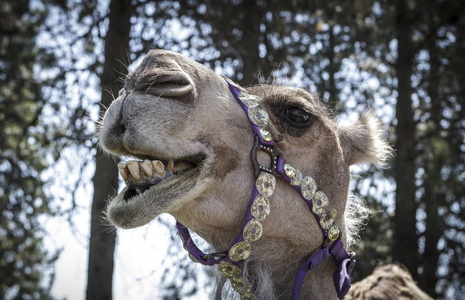 一张看起来对着照相机微笑的骆驼的滑稽照片