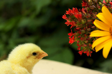 可爱的黄色鸡与橙花和红色长寿花在老农村杯子。夏秋自然观