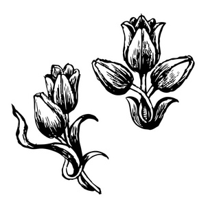 白色背景下的郁金香和叶子手绘设计