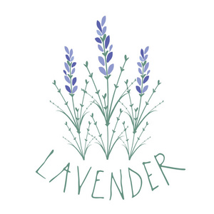 薰衣草花.标志设计.手绘文字照片