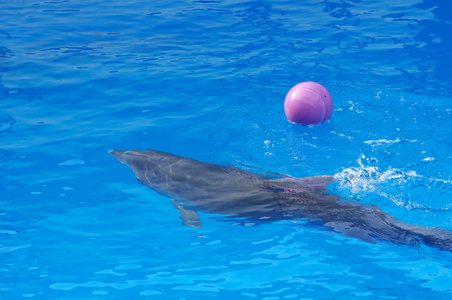 海豚玩蓝水球