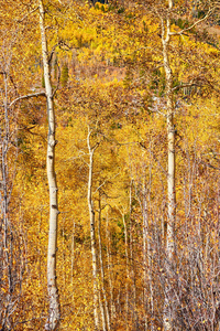 美国科罗拉多州阳光明媚的秋日白杨林