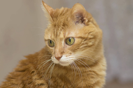 毛茸茸的红猫与大绿色眼睛特写