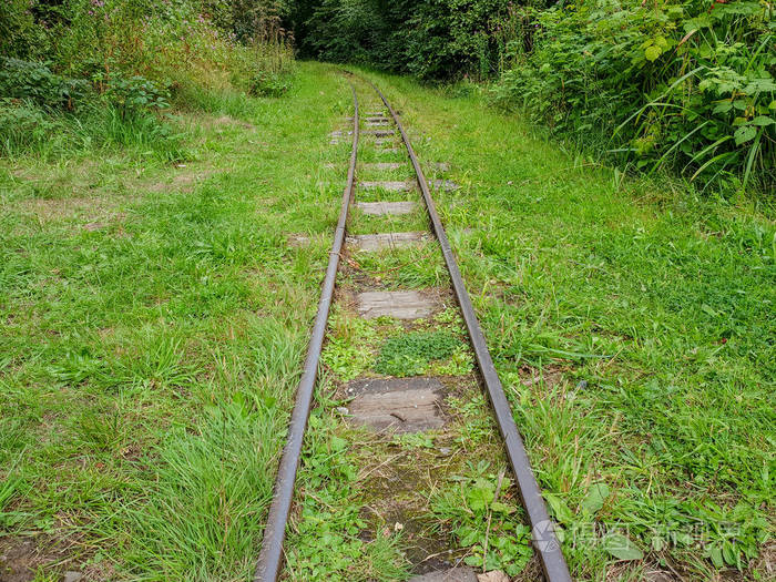 一条小而窄的铁轨, 在一些树上沿着运行穿过高高的草丛.