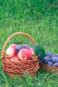 只是采摘成熟的李子和红色的苹果在柳条篮子在花园草。刚刚收获的水果