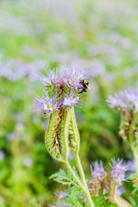 蜂蜜植物的丁香花, 花边 phacelia 或紫色艾菊 phacelia tanacetifolia 和大黄蜂