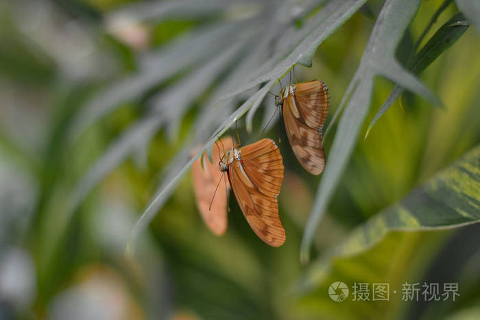 蝴蝶在 Benalmdena Mariposario, Mlaga, 一个安静的地方充满了生命和色彩