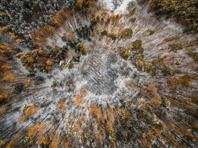 冬季森林的树木被雪覆盖着的鸟瞰图