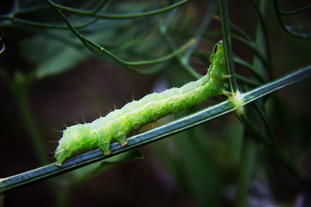 绿毛虫或绿蠕虫在树枝上与蚂蚁