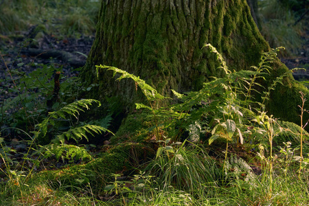 老橡树前的蕨类植物和草, bialowieza 森林, 波兰, 欧洲照片