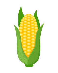 彩色玉米矢量插图在白色背景下分离