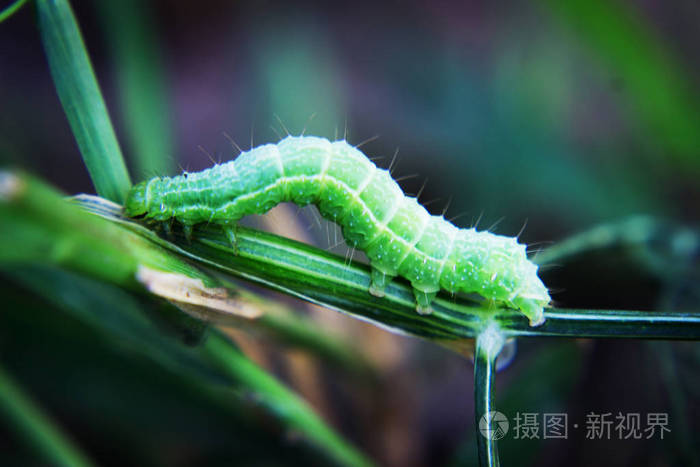 绿毛虫或绿蠕虫在树枝上与蚂蚁