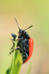 昆虫macrophotography。昆虫和甲虫的生物世界。乌克兰西部动植物区系