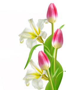 春天的花朵郁金香白色背景上孤立
