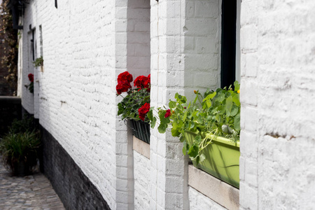 白色砖墙上有花的盒子。在盒子里红天竺葵和金莲