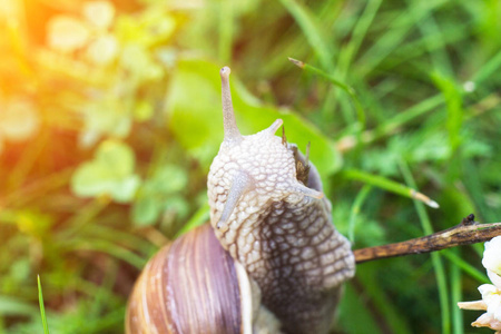 草丛中的大蜗牛, 宏观, 阳光, 耳蜗和 macrophotography