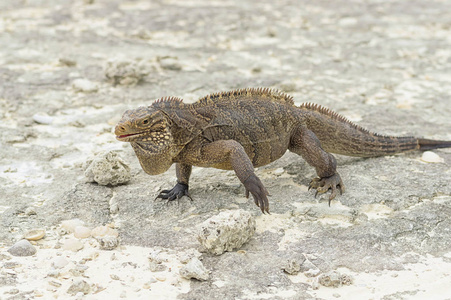 类似恐龙, 蜥蜴或龙照片