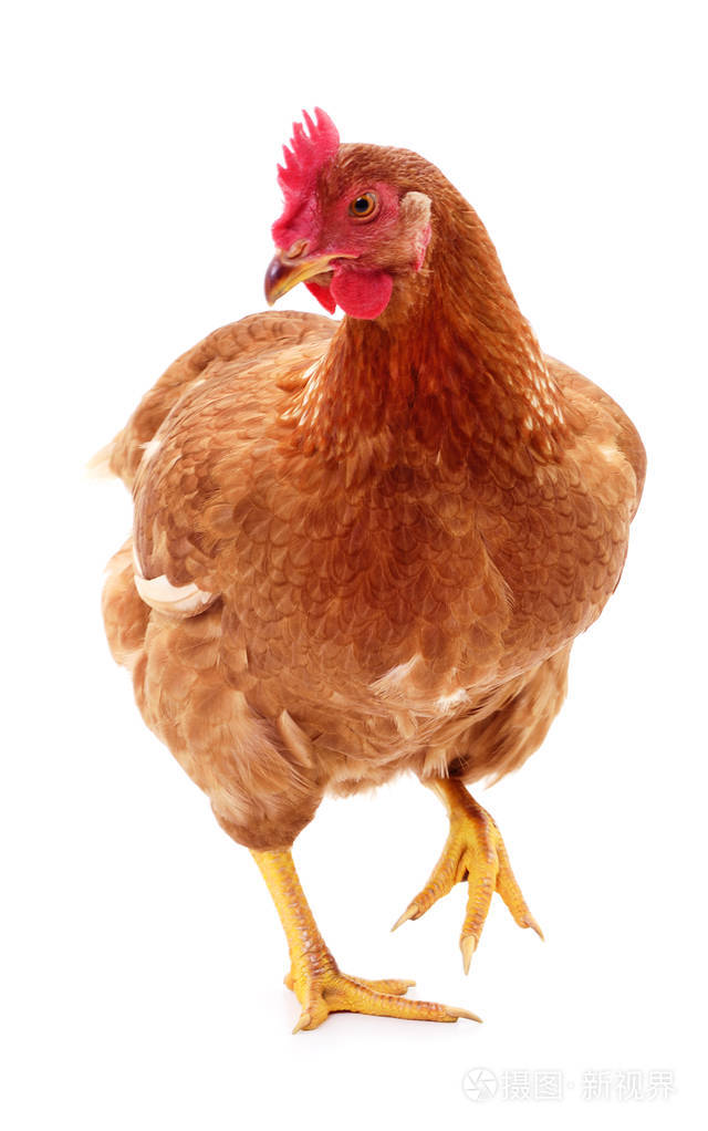 白色背景上孤立的小棕色母鸡