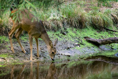 森林里的雄鹿, 狍狍。野鹿从池塘里喝水