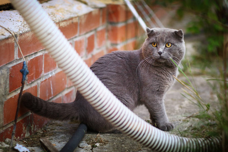 汤姆男性猫户外夏天相片