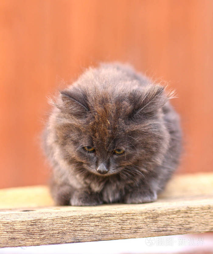 灰色蓬松小猫与巧克力色调在户外乡村门廊背景