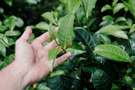 绿茶在手上的叶子早晨的茶园关闭绿色背景