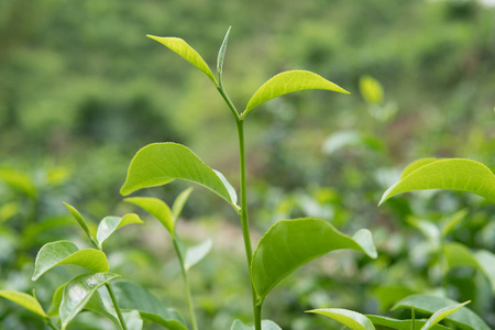 关闭茶芽和叶子.茶叶种植园, 斯里兰卡绿色背景照片