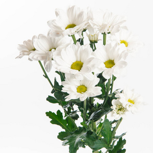 白色背景白色小菊花的近观照片