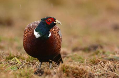 美丽的 Ringneck 野鸡