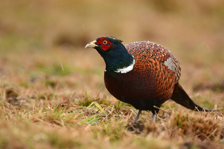 美丽的 Ringneck 野鸡